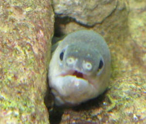 Freshwater Moray Eels